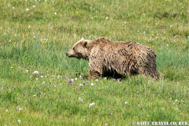 夏のデオサイ高原にヒマラヤヒグマを求めて